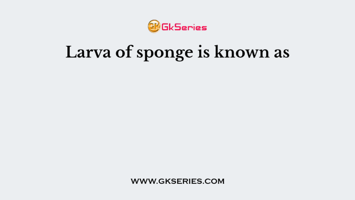 Larva of sponge is known as
