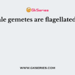 Male gemetes are flagellated in