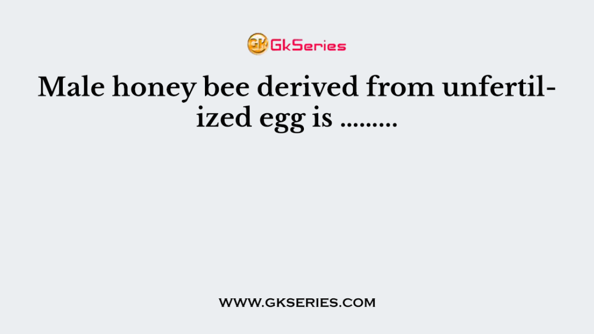 Male honey bee derived from unfertilized egg is ……...