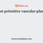 Most primitive vascular plants?