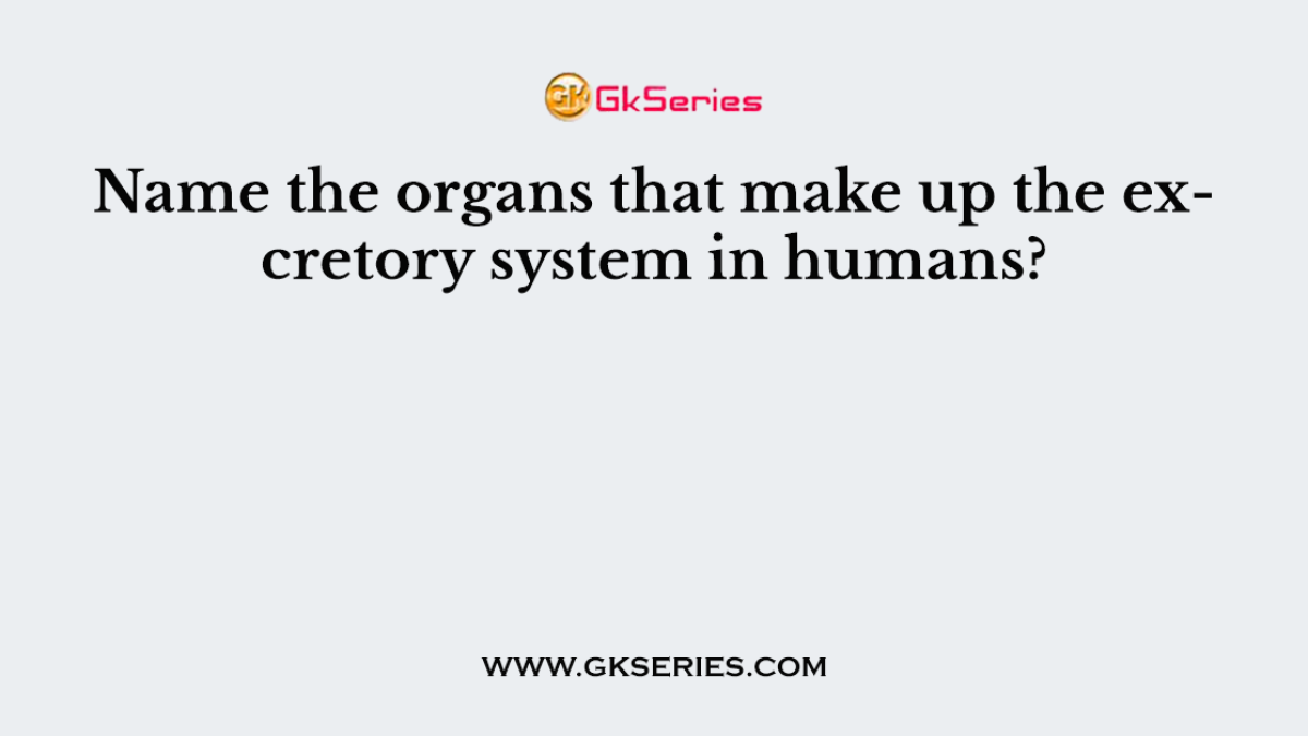 Name the organs that make up the excretory system in humans?
