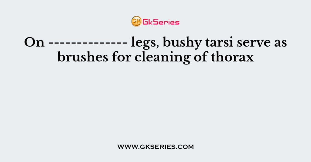 On -------------- legs, bushy tarsi serve as brushes for cleaning of thorax