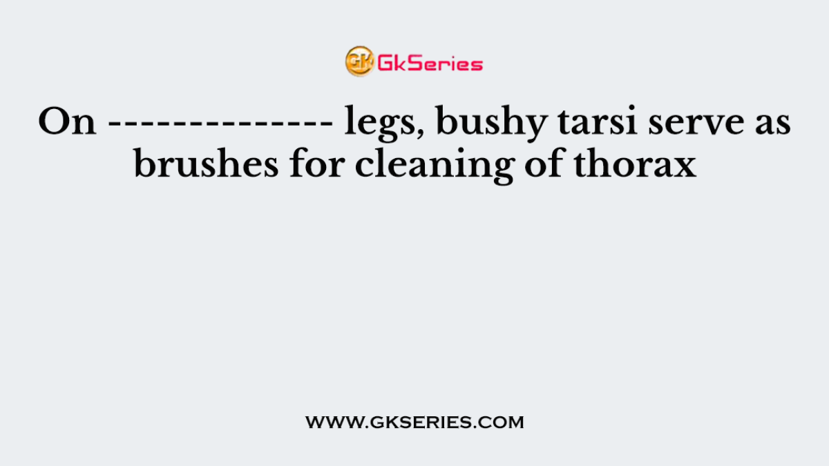 On -------------- legs, bushy tarsi serve as brushes for cleaning of thorax