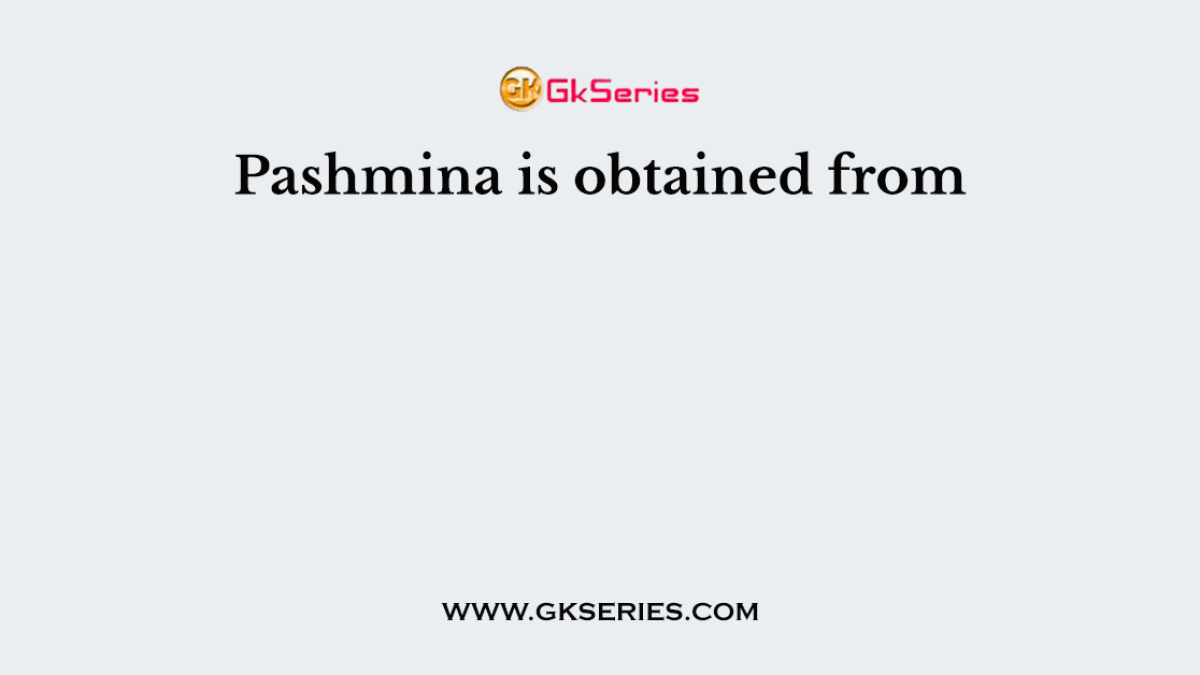 Pashmina is obtained from