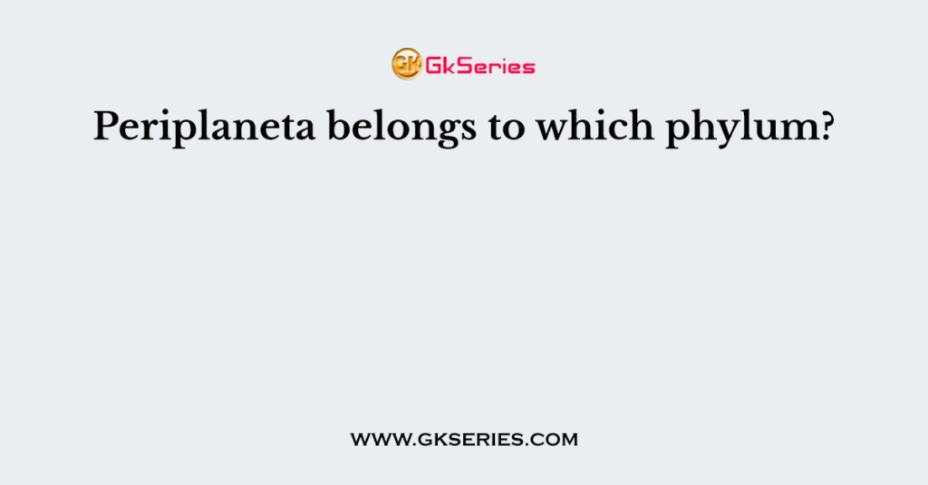 Periplaneta belongs to which phylum?