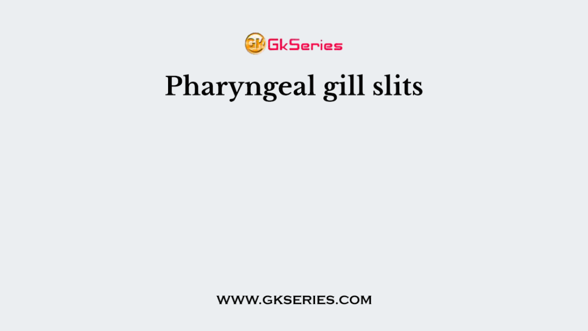 Pharyngeal gill slits