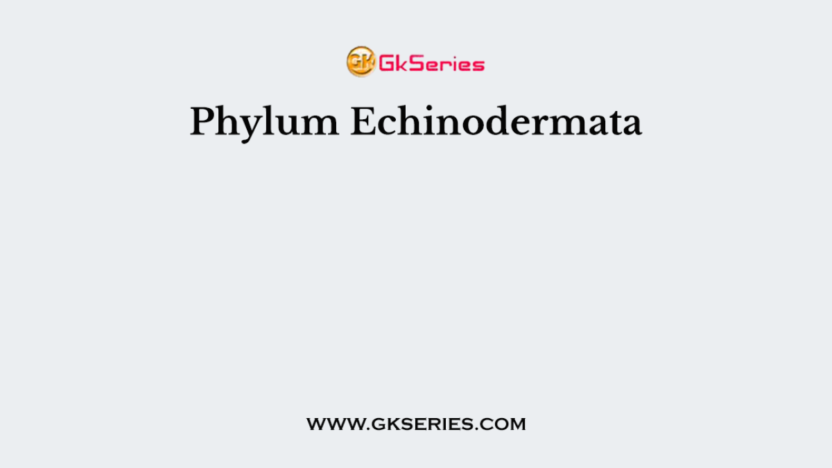 Phylum Echinodermata