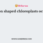 Ribbon shaped chloroplasts occur in