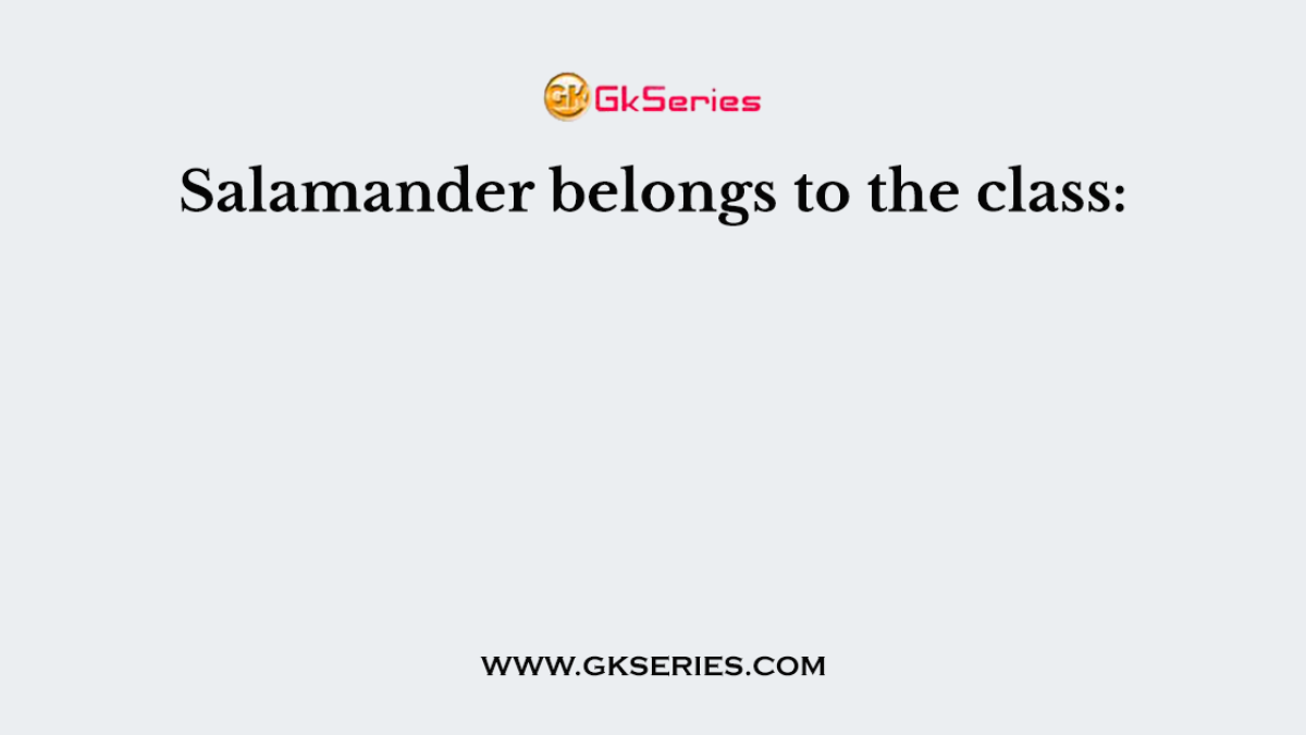 Salamander belongs to the class: