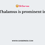 Thalamus is prominent in