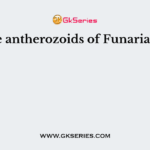 The antherozoids of Funaria are