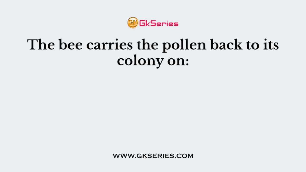 The bee carries the pollen back to its colony on: