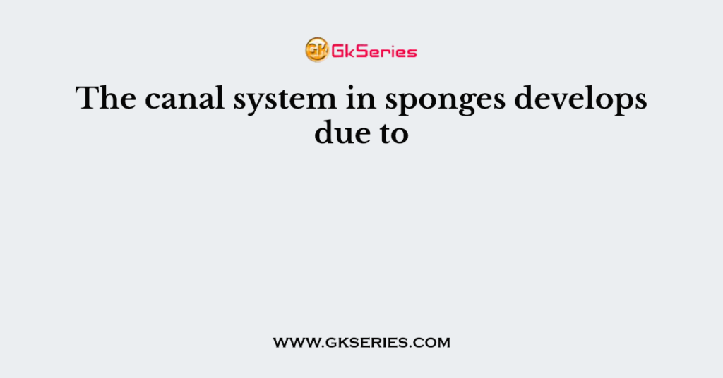 The canal system in sponges develops due to