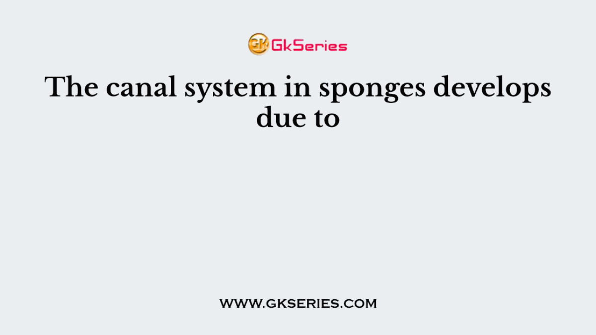 The canal system in sponges develops due to