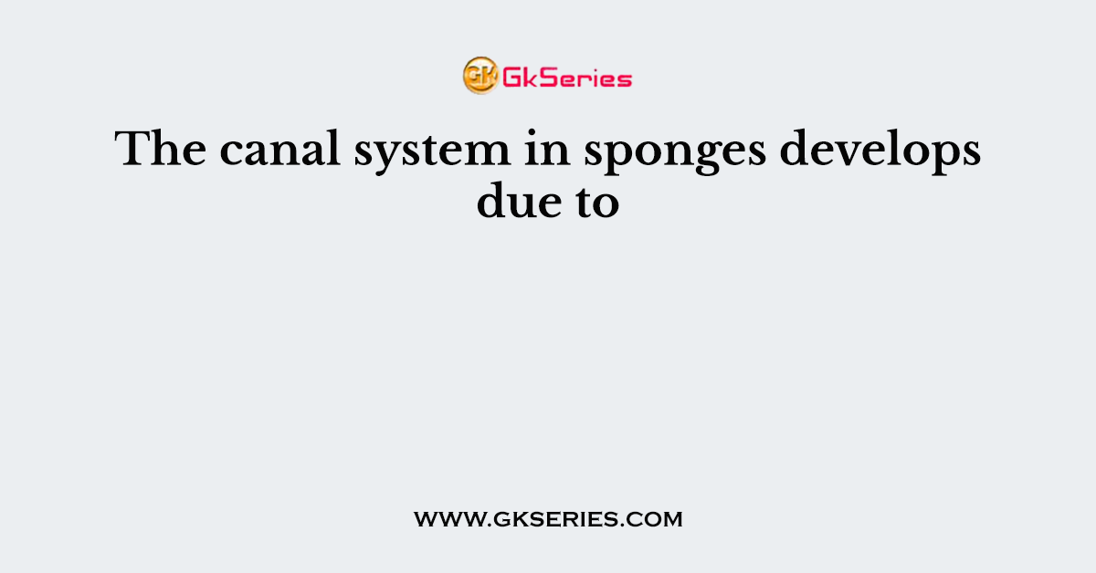 The canal system in sponges develops due to