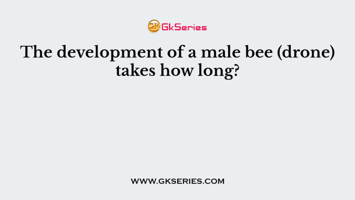 The development of a male bee (drone) takes how long?