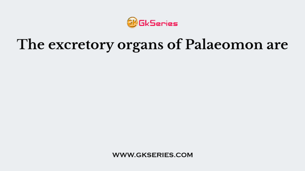 The excretory organs of Palaeomon are