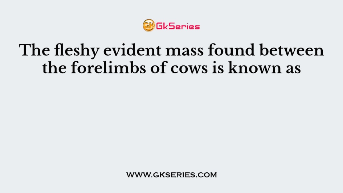 The fleshy evident mass found between the forelimbs of cows is known as