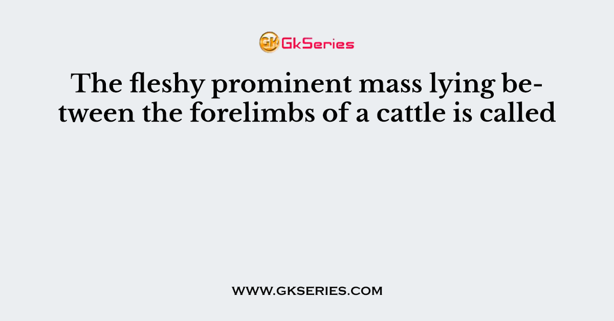 The fleshy prominent mass lying between the forelimbs of a cattle is called