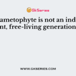 The gametophyte is not an independent, free-living generation in