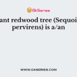 The giant redwood tree (Sequoia sempervirens) is a/an