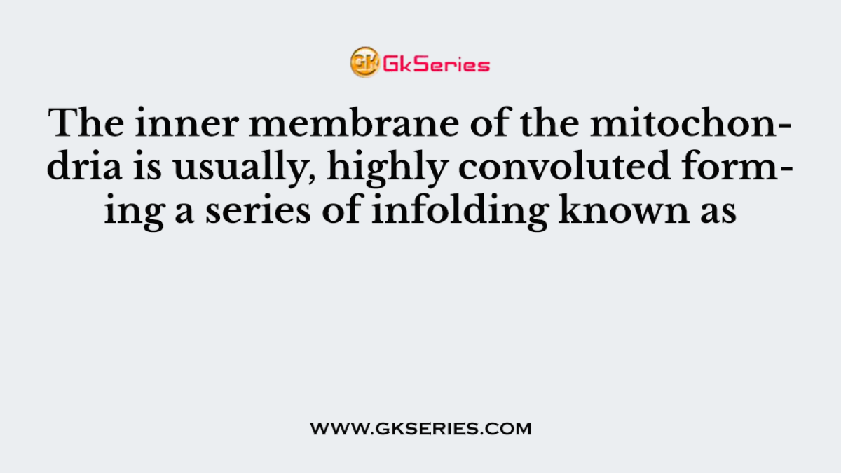 The inner membrane of the mitochondria is usually, highly convoluted forming a series of infolding known as