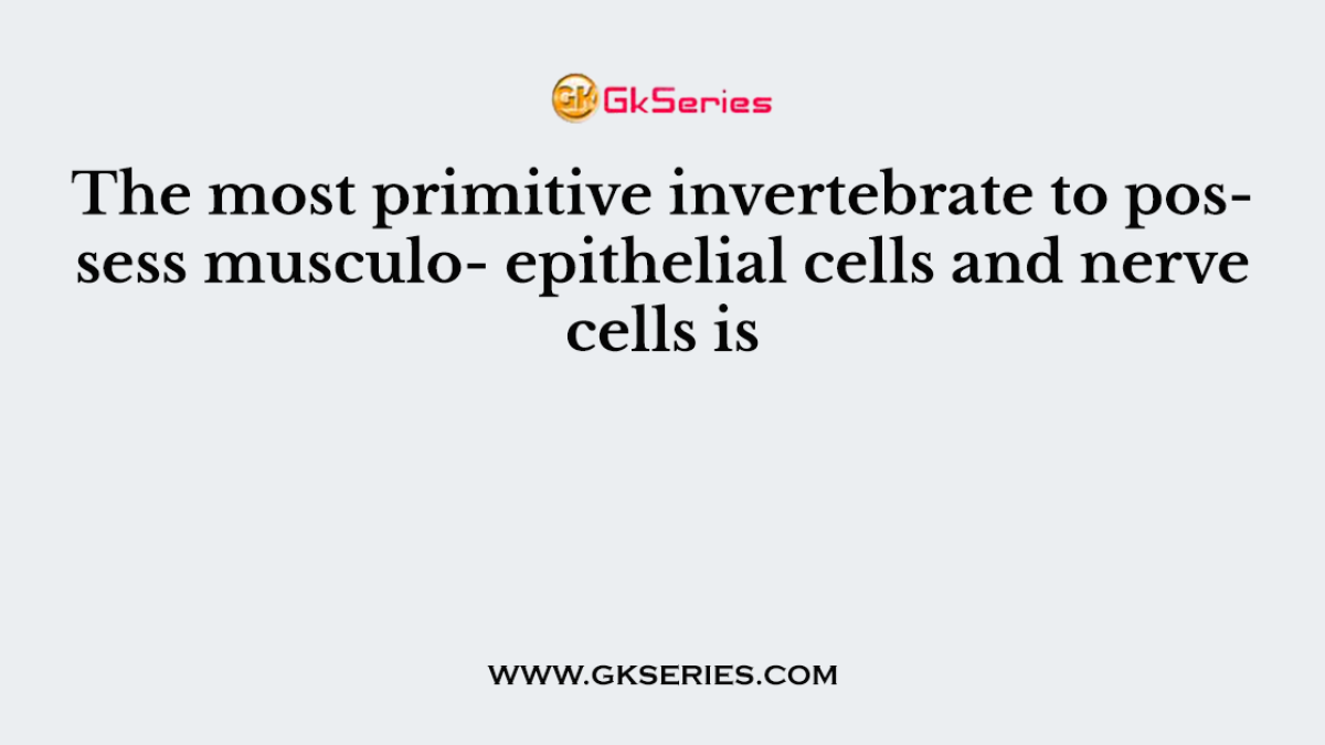 The most primitive invertebrate to possess musculo- epithelial cells and nerve cells is
