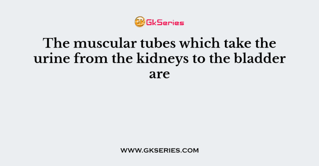 The muscular tubes which take the urine from the kidneys to the bladder are