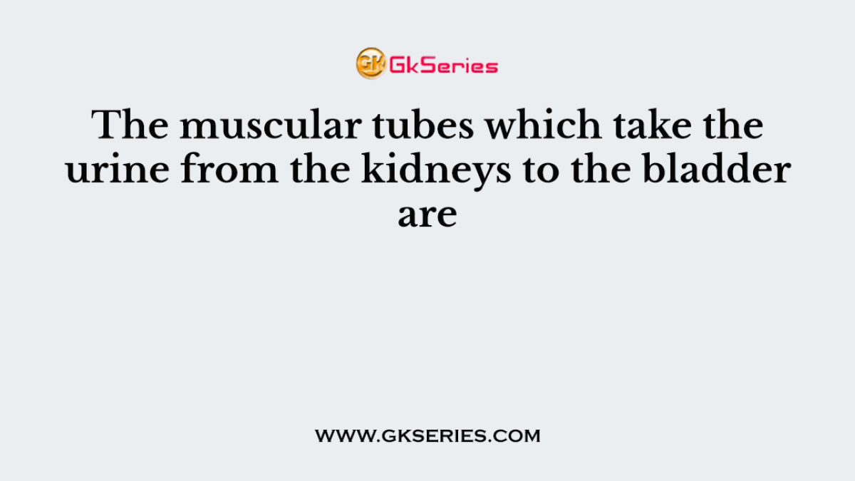 The muscular tubes which take the urine from the kidneys to the bladder are