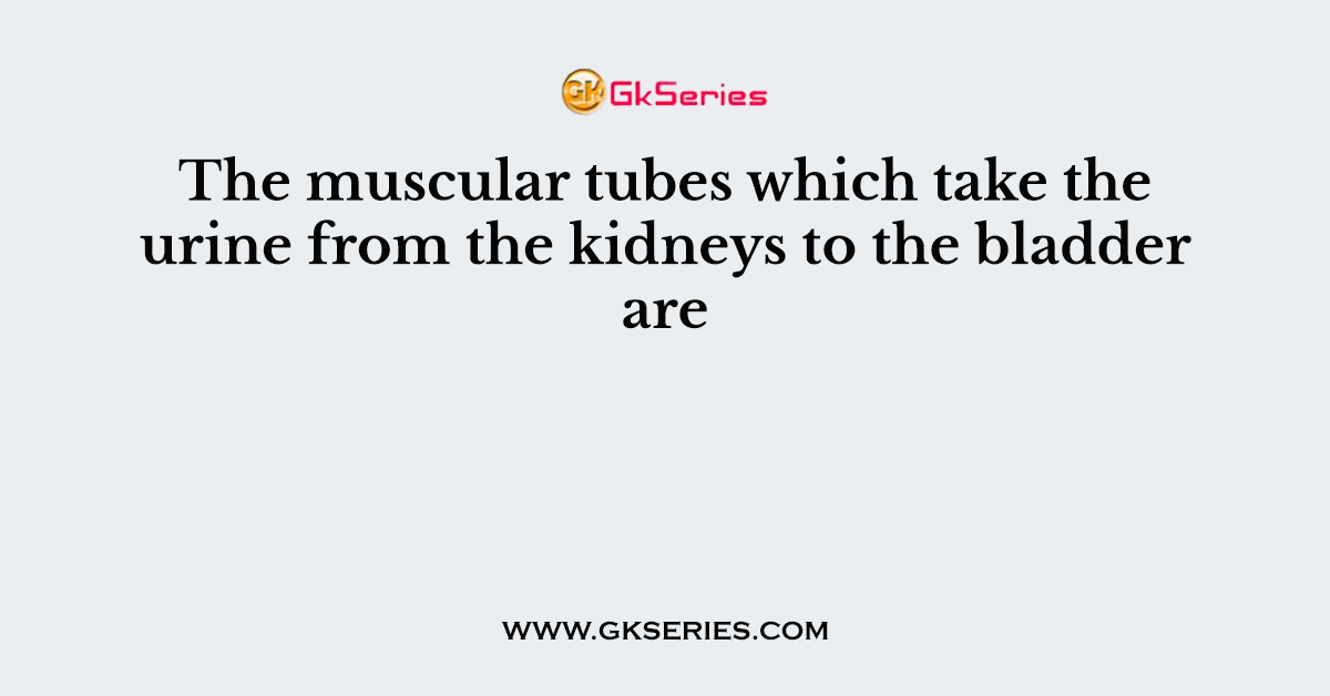 The muscular tubes which take the urine from the kidneys to the bladder are