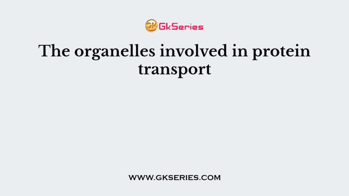 The organelles involved in protein transport