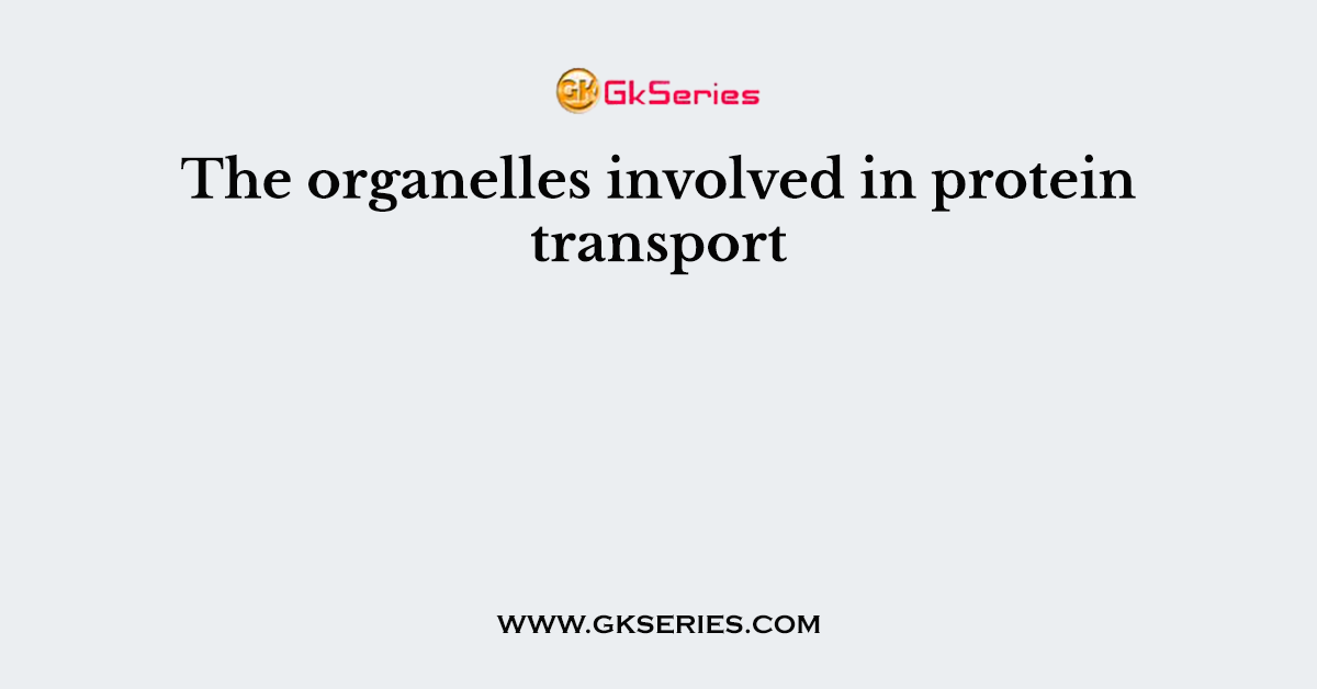 The organelles involved in protein transport