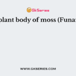 The plant body of moss (Funaria) is