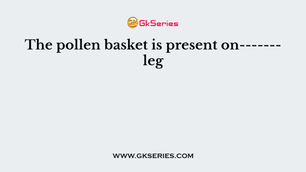 The pollen basket is present on------- leg