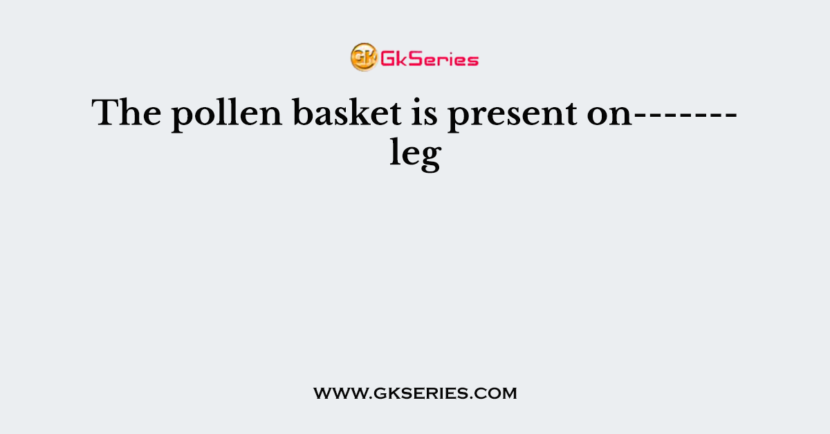 The pollen basket is present on------- leg