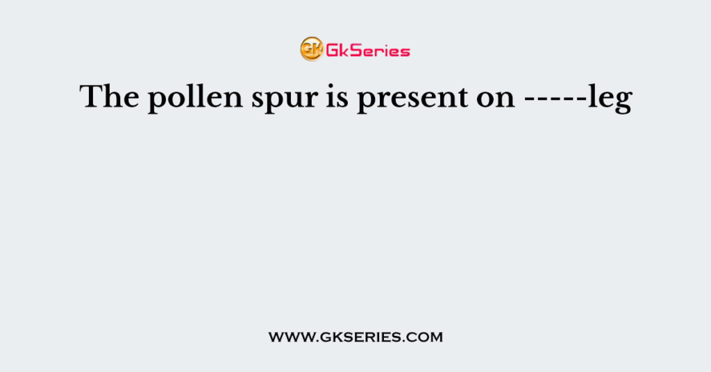 The pollen spur is present on -----leg