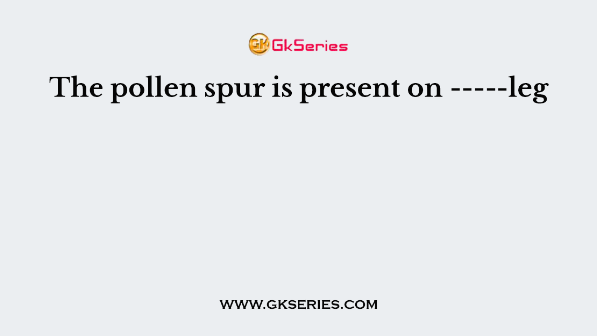 The pollen spur is present on -----leg