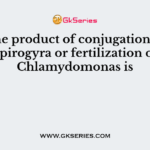 The product of conjugation in Spirogyra or fertilization of Chlamydomonas is