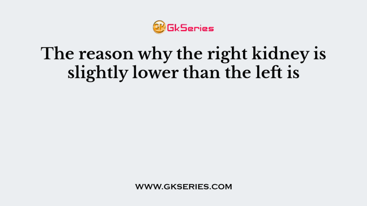 The reason why the right kidney is slightly lower than the left is