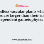 The seedless vascular plants whose sporophytes are larger than their small and independent gametophytes are