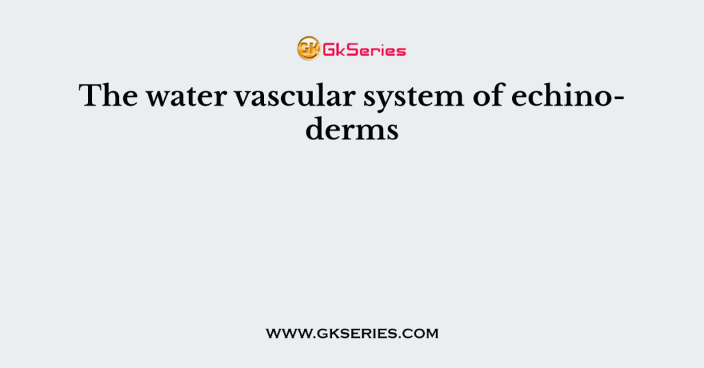 The water vascular system of echinoderms