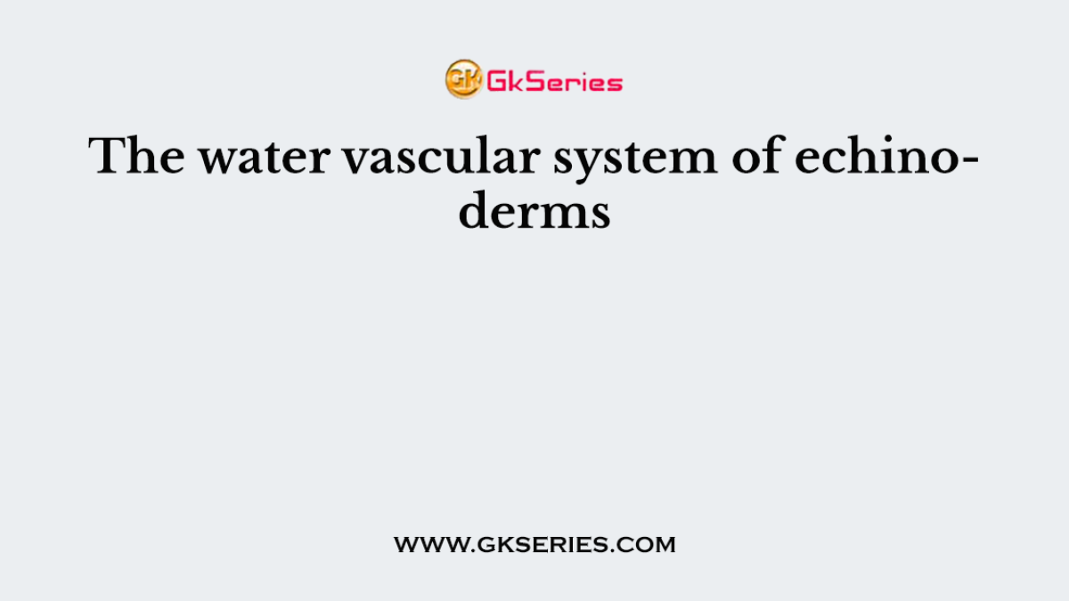 The water vascular system of echinoderms