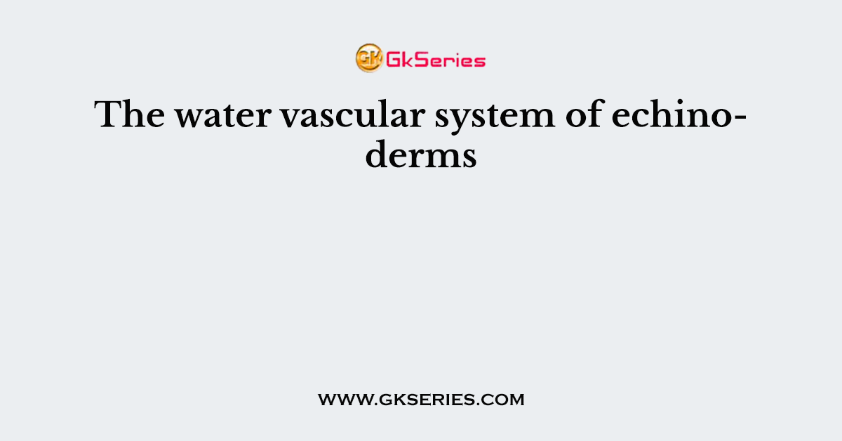 The water vascular system of echinoderms