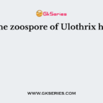 The zoospore of Ulothrix has