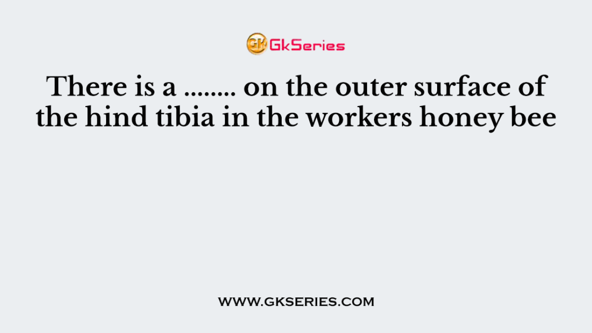 There is a ........ on the outer surface of the hind tibia in the workers honey bee