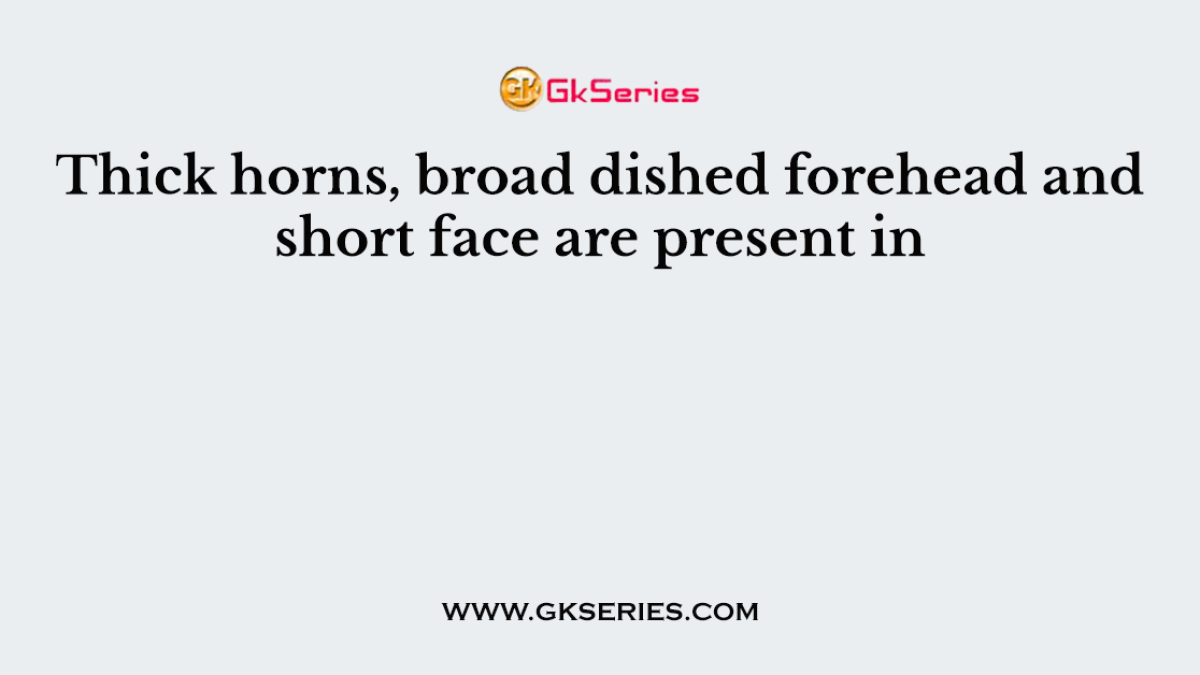 Thick horns, broad dished forehead and short face are present in