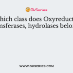 To which class does Oxyreductases, transferases, hydrolases belong?