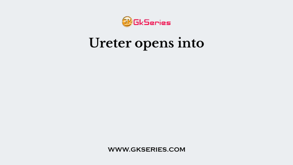 Ureter opens into