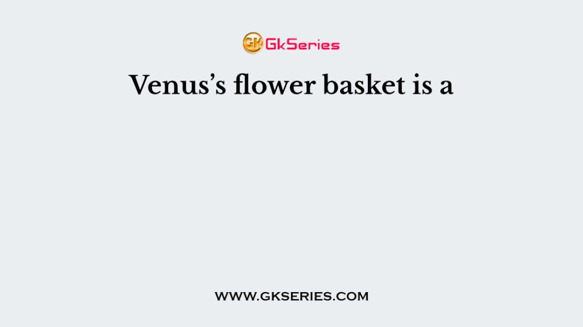 Venus’s flower basket is a
