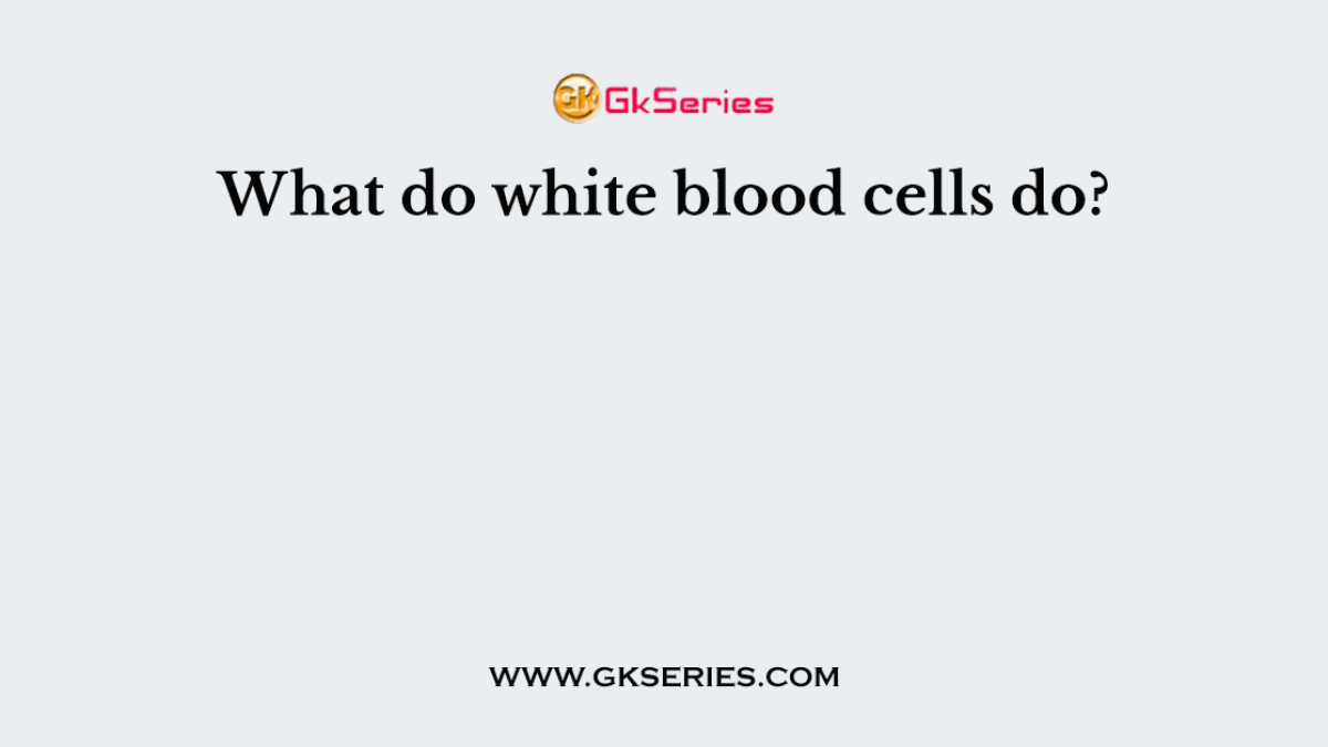 What do white blood cells do?